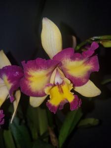 Rhyncholaeliocattleya Shin Shiang Diamond