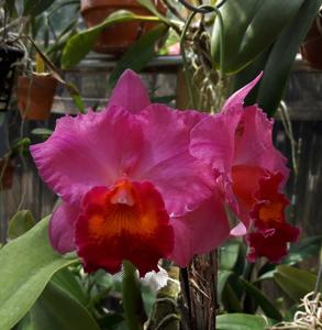 Cattleya Pat Thrall