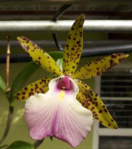 Brassocattleya Theresa Ricci