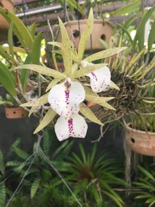 Brassocattleya Hippodamia