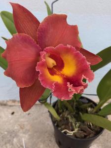 Rhyncholaeliocattleya Siam Red