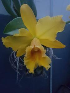 Rhyncholaeliocattleya Helen Pastushin