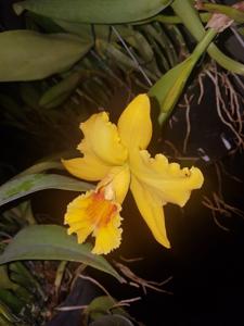 Rhyncholaeliocattleya Helen Pastushin