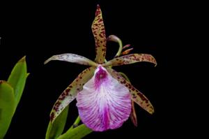 Brassocattleya Hippodamia