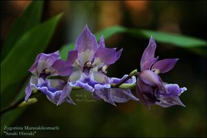Zygonisia Murasakikomachi