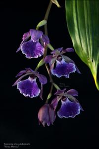 Zygonisia Murasakikomachi