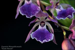 Zygonisia Murasakikomachi