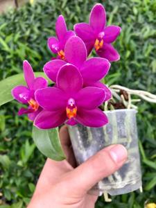 Phalaenopsis Feuerglut-bellina