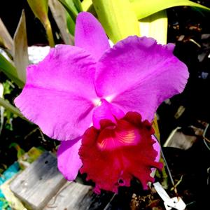 Cattleya Marcia Foster