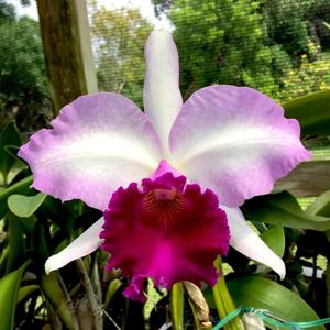 Cattleya Marcia Foster