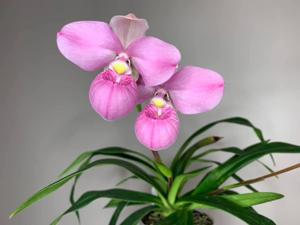 Phragmipedium Samuel Crothers