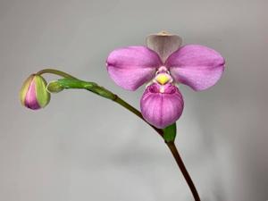 Phragmipedium Samuel Crothers