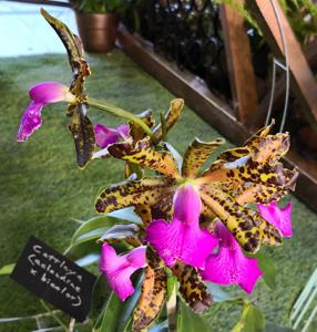 Cattleya Fascelis