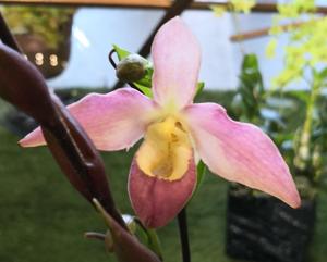 Phragmipedium Haroldeen Quintal