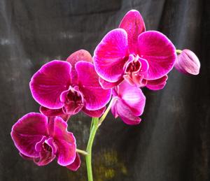 Phalaenopsis Jiuhbao Ferrari