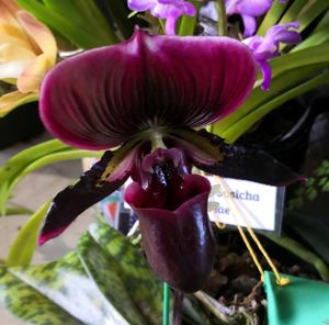 Paphiopedilum Shun-Fa Web