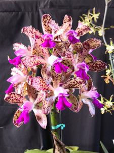 Cattleya Hawaiian Variable