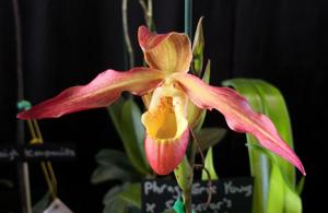 Phragmipedium After-Glo