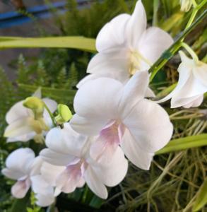 Dendrobium Haleahi Blush