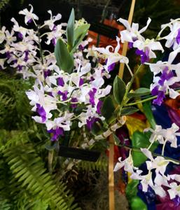 Dendrobium Kalagas