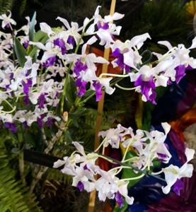 Dendrobium Kalagas