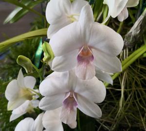 Dendrobium Haleahi Blush