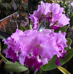 Cattleya Showtime