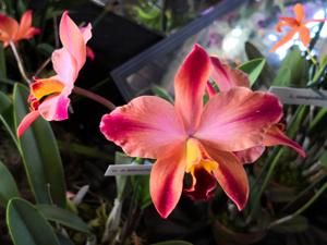 Cattleya A Miracle Everyday
