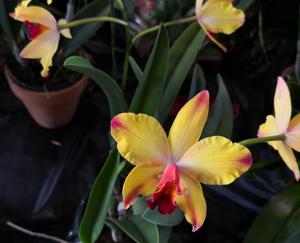 Cattleya A Miracle Everyday