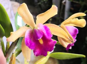 Cattleya Small World