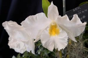 Dendrobium Hawaiian King