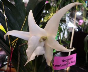 Angraecum Lemförde White Beauty