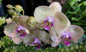 Phalaenopsis Brother Showpiece