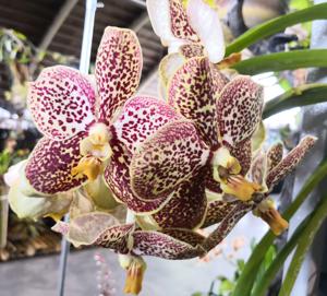 Vanda Kultana