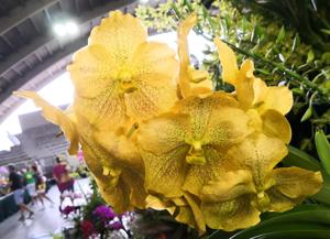 Vanda Madison Masuda