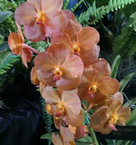 Vanda Ben's Delight