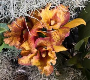 Rhyncholaeliocattleya Arabesque