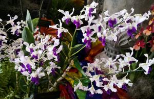 Dendrobium Kalagas