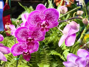 Phalaenopsis Yu Pin Burgundy