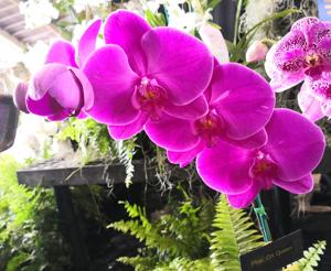 Phalaenopsis OX Queen