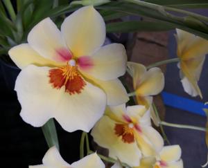 Miltoniopsis Michiko Hayasuke