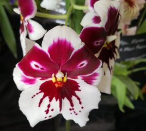 Miltoniopsis Tome Yokoyama