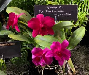 Rhyncholaeliocattleya Paradise Rose