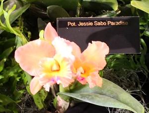 <i>Rhyncattleanthe</i> Jessie Sabo