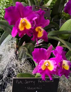 Rhyncholaeliocattleya Jerry Rehfield