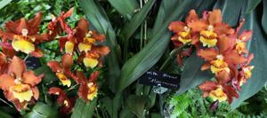 Oncostele Firecat