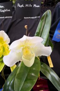 Paphiopedilum Hilo Moon