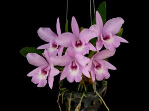 Laeliocattleya Good Days