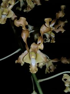 Dendrobium Kakela