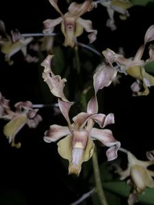 Dendrobium Kakela